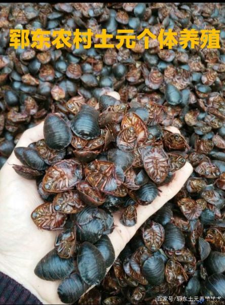 土鳖虫养殖到底赚钱吗(土鳖虫养殖基地在什么地方)