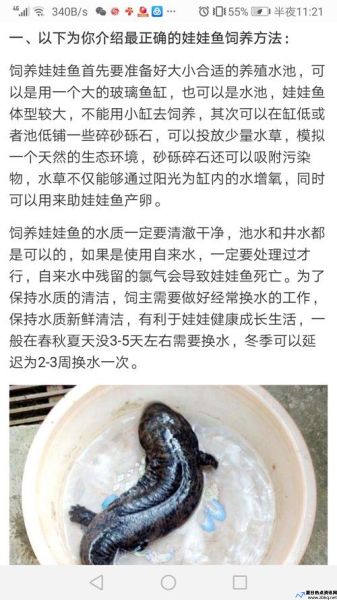 娃娃鱼怎么养活最好(娃娃鱼怎么养及喂养技巧)