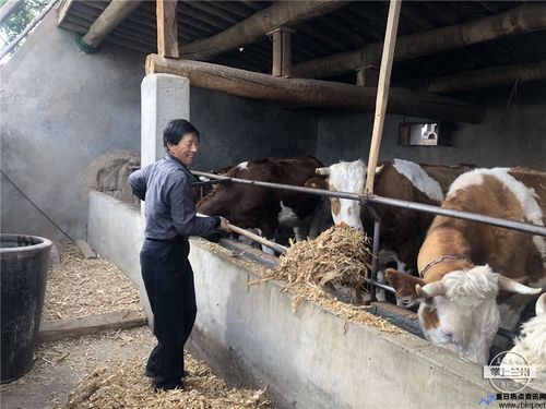 缅北奶牛场(奶牛场有4个牛棚,每个牛棚有2头奶牛怎么办)