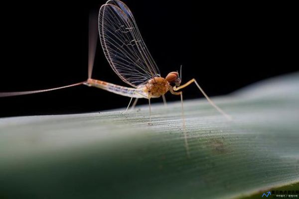 蜉蝣是什么动物生肖(蜉蝣怎么读)