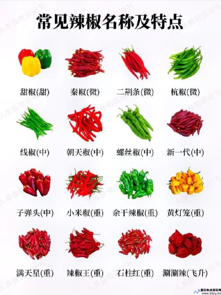 辣椒属于哪种蔬菜(辣椒属于什么类蔬菜类别)