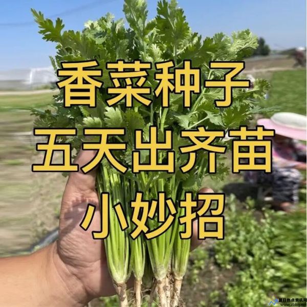 香菜种植技术和种植时间(香菜种植技术和管理方法)