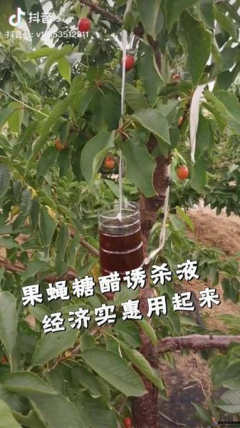 大实蝇特效药(大实蝇糖醋液配制方法)