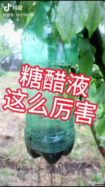 大实蝇特效药(大实蝇糖醋液配制方法)