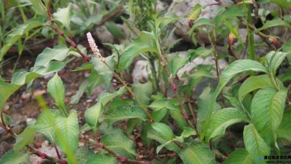 三裂叶蟛蜞菊什么科(三裂叶蟛蜞菊是草本还是木本)