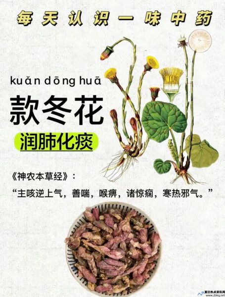 冬花的功效与作用是什么(冬苋菜)