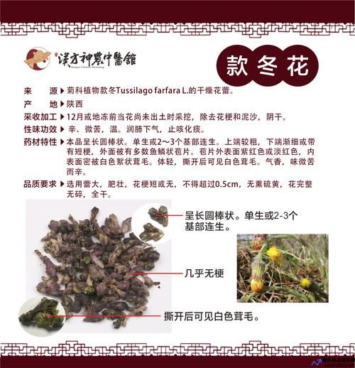 冬花的功效与作用是什么(冬苋菜)