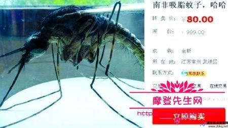 吸脂蚊子真能瘦吗(南非吸脂蚊子吃掉了人,会怎么样)