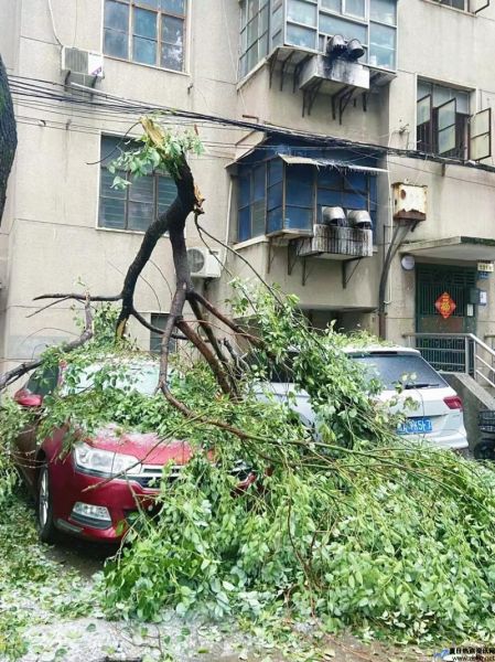 南方冻雨最新消息(南方冻雨是哪年)