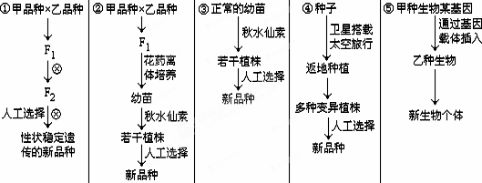 国槐育苗关键技术(国槐育苗方法)