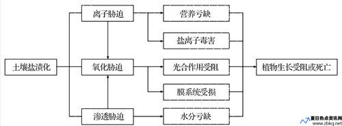 盐胁迫指标(盐胁迫对植物的影响)