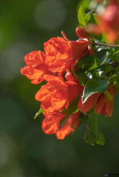 石榴花什么时候开放它的花蕊是的(石榴花什么时候开花)