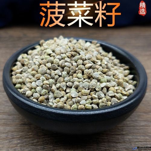 菠菜子的功效与作用及食用方法(菠菜子要泡多长时间种)