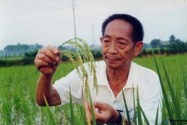 袁隆平图片大全高清壁纸(袁隆平图片大全大图)