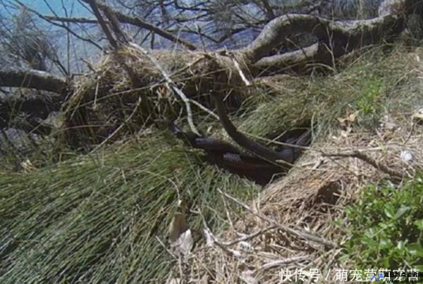 野外探险,我在深山老林探险(野外探险视频恐怖)