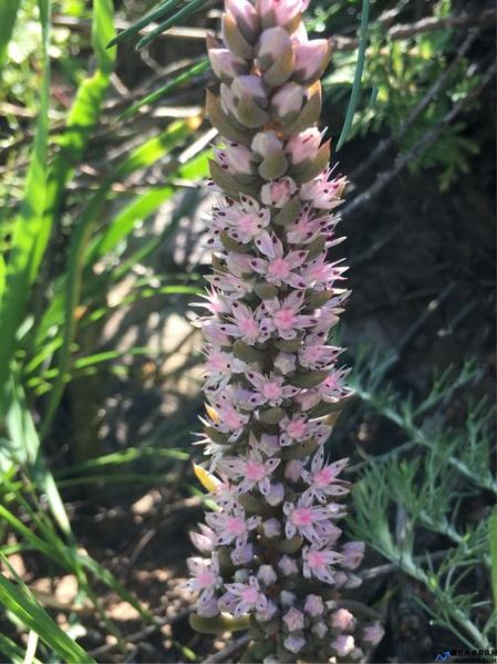 钝叶草花序(钝叶草草坪)