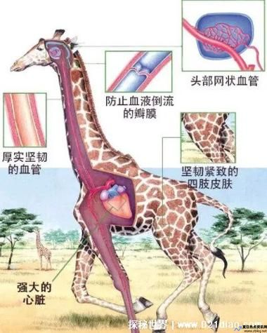 长颈鹿的心脏大约是人类的几倍(长颈鹿的心有多大)