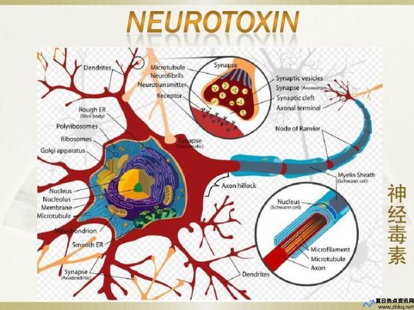 炭疽毒素是神经毒素吗(炭疽毒素包括)