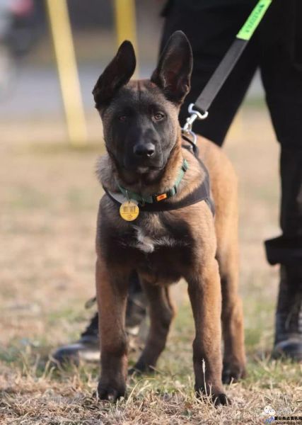 首只克隆警犬诞生(今日热搜什么是克隆警犬)