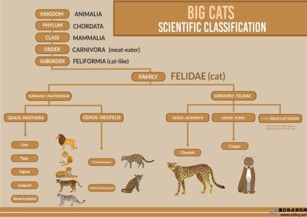猎豹亚科和豹亚科(猎豹亚科为什么被并入了猫亚科)
