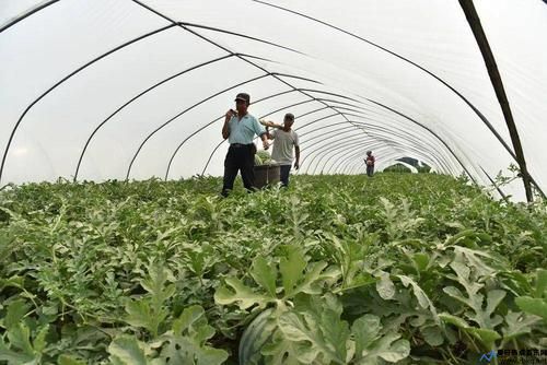 麒麟西瓜种植技术全过程(麒麟西瓜种植技术与管理法视频)