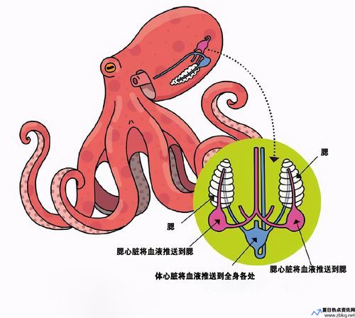 章鱼有多少个大脑多少个心脏多少个神经元(章鱼有多少个脑细胞)