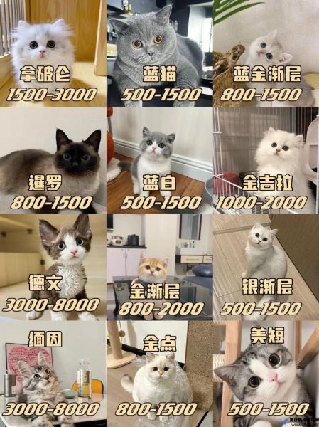 不是纯种的猫(非纯种猫的价格一般多少)