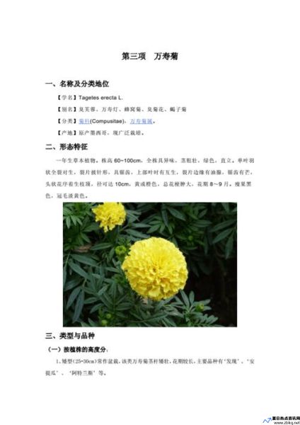 菊花的栽培与养护要点(菊花的栽培与养护技术实验报告)