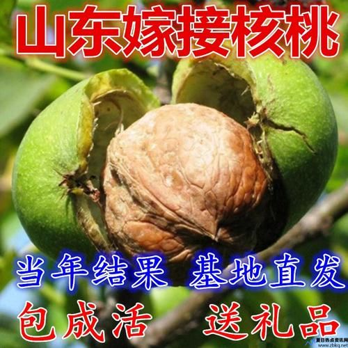 辽核访客下载(辽核集团)