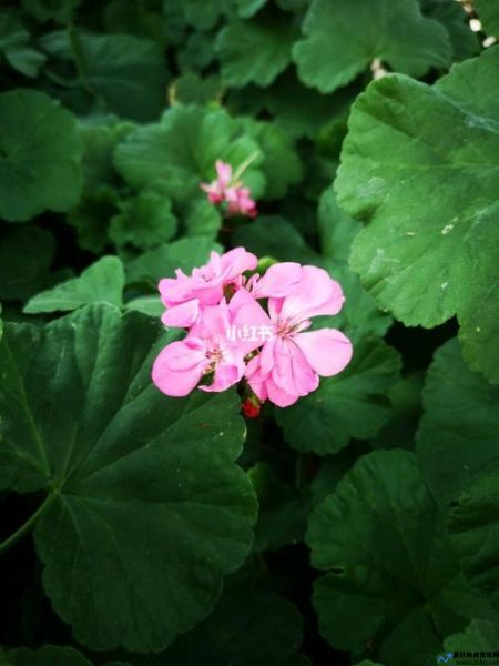 阳桃花花语(阳桃花是看清还是看不清)