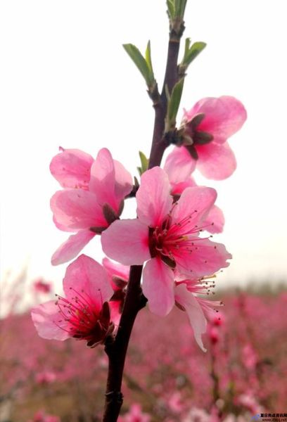 阳桃花花语(阳桃花是看清还是看不清)