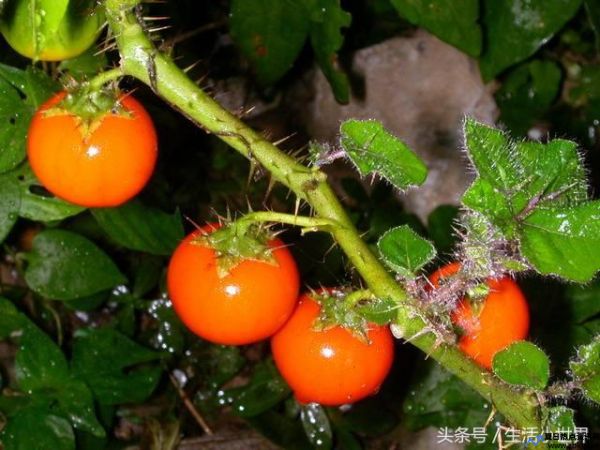 野颠茄多少能毒死人(野颠茄的药用与功效)