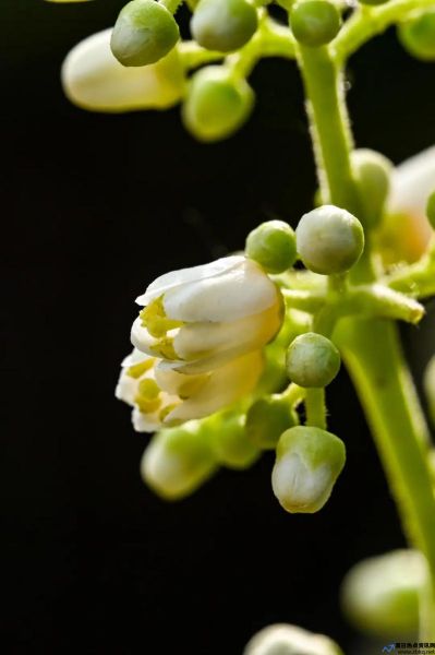 香椿花图片大全(香椿花的作用与功效)