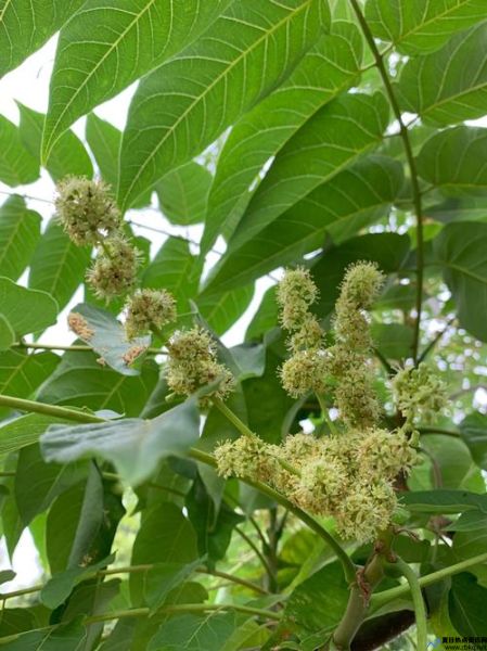 香椿花图片大全(香椿花的作用与功效)