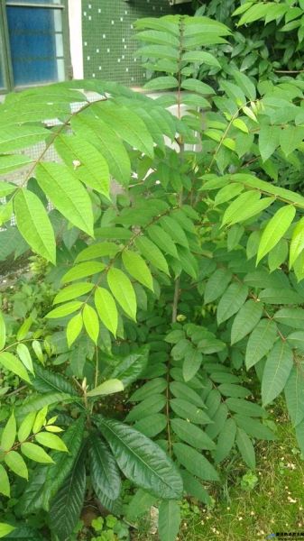 奇数羽状复叶植物(奇数羽状复叶图片)