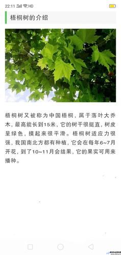 梧桐树的资料有哪些(梧桐树的资料20字)