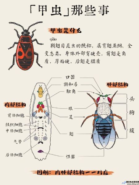 甲虫的资料简单(甲虫的资料和图片)