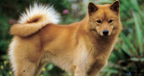 芬兰狐狸犬的特性(芬兰狐狸犬图片)