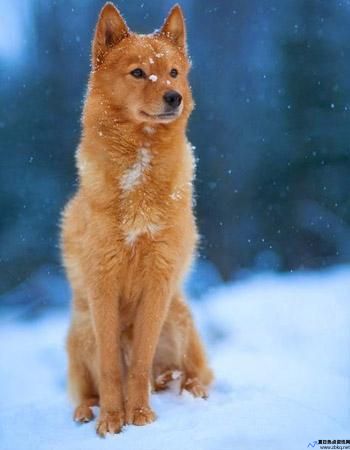 芬兰狐狸犬的特性(芬兰狐狸犬图片)