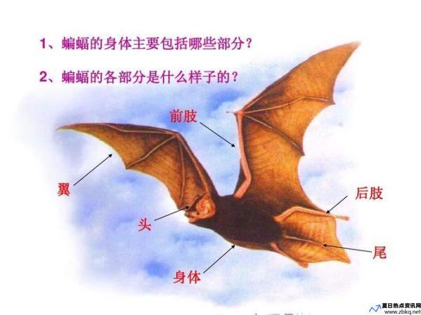 蝙蝠科普资料(蝙蝠科技有限公司)