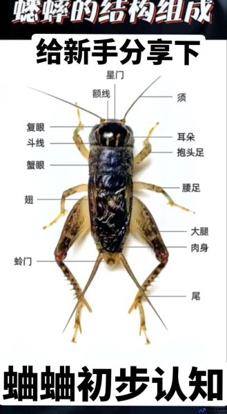 蟋蟀科的主要特征(蟋蟀科有几种)