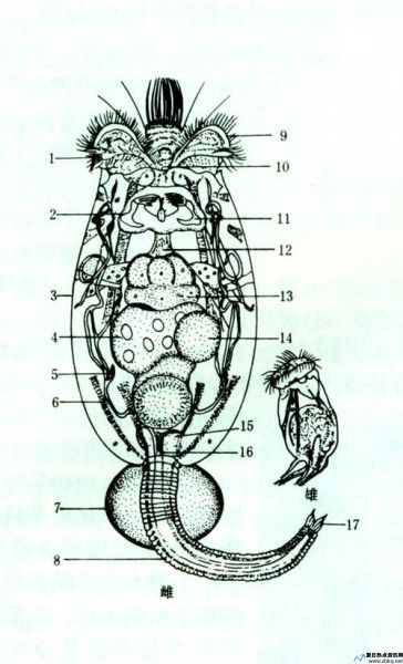 褶皱臂尾轮虫图片(褶皱臂尾轮虫夏卵手绘图)