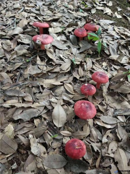 闽北红菇采摘时间(闽北红菇可以种植吗)