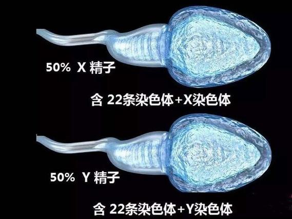 精子分离法