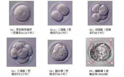 着床几率