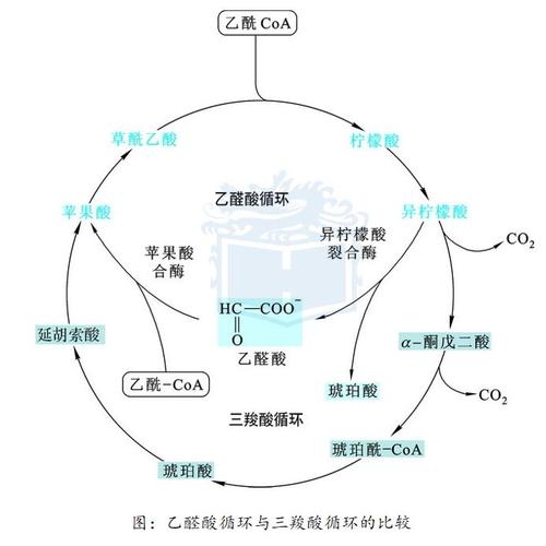 生化过程