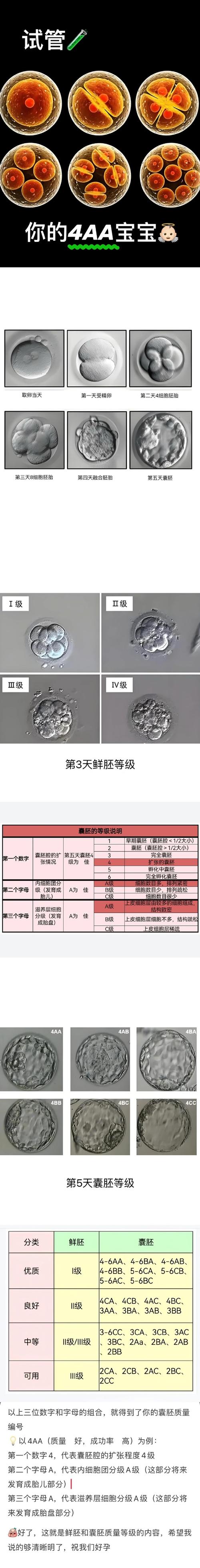 胚胎选择