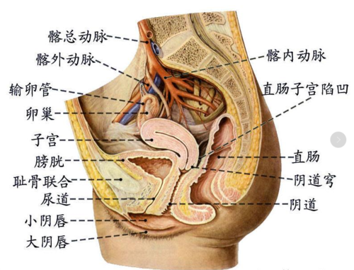 盆腔环境