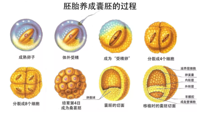 囊胚培养技术