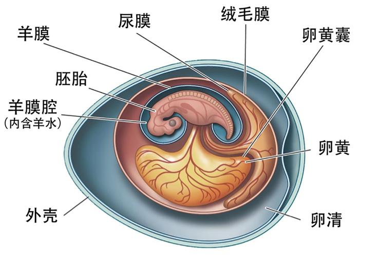 胚胎交换